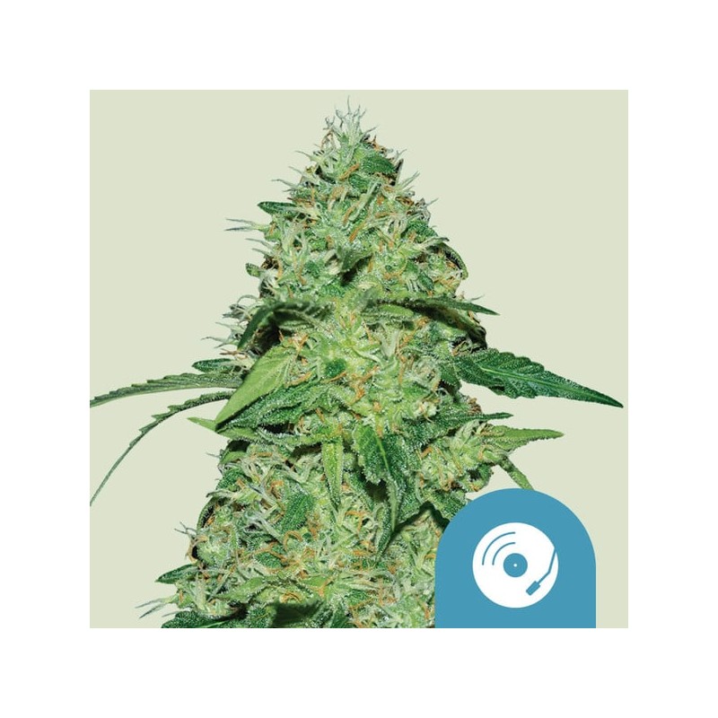JOANNE'S CBD · Royal Queen Seeds · semi di canapa indiana · Fem