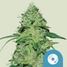 JOANNE'S CBD · Royal Queen Seeds · semi di canapa indiana · Fem