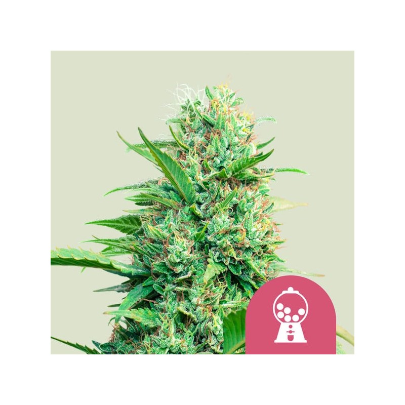 PINK RUNTZ · Royal Queen Seeds · cannabis samen · Fem