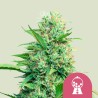 PINK RUNTZ · Royal Queen Seeds · cannabis samen · Fem