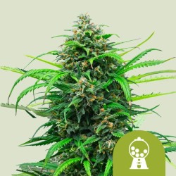 PINK RUNTZ AUTO · Royal Queen Seeds · kaufen cannabis samen · AutoFem