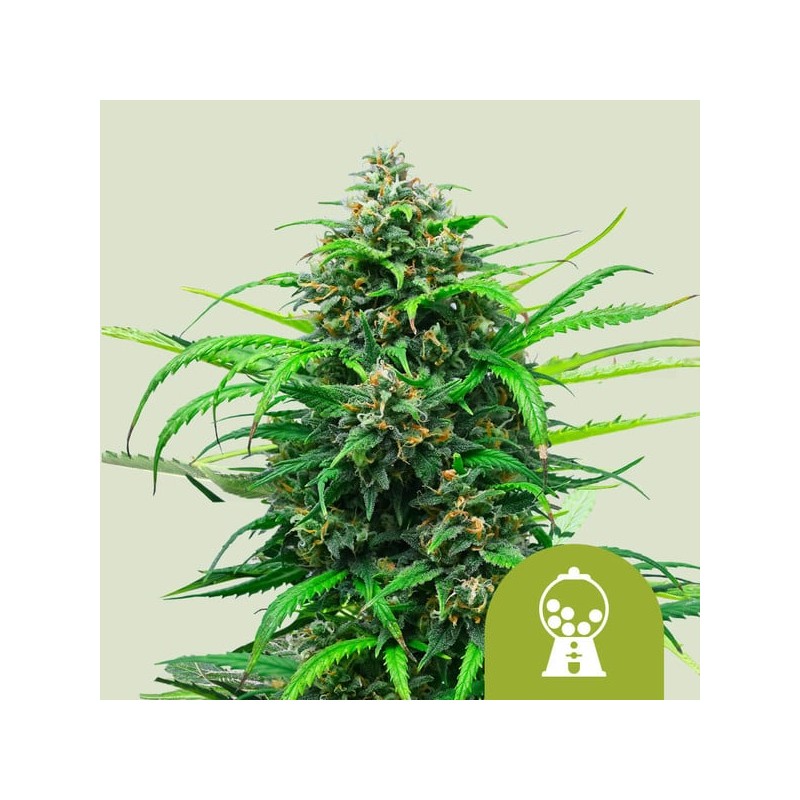 PINK RUNTZ AUTO · Royal Queen Seeds · semi di canapa indiana · AutoFem