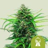 PINK RUNTZ AUTO · Royal Queen Seeds · semi di canapa indiana · AutoFem