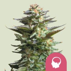 Amnesia Haze – Semi Femminizzati Royal Queen Seeds
