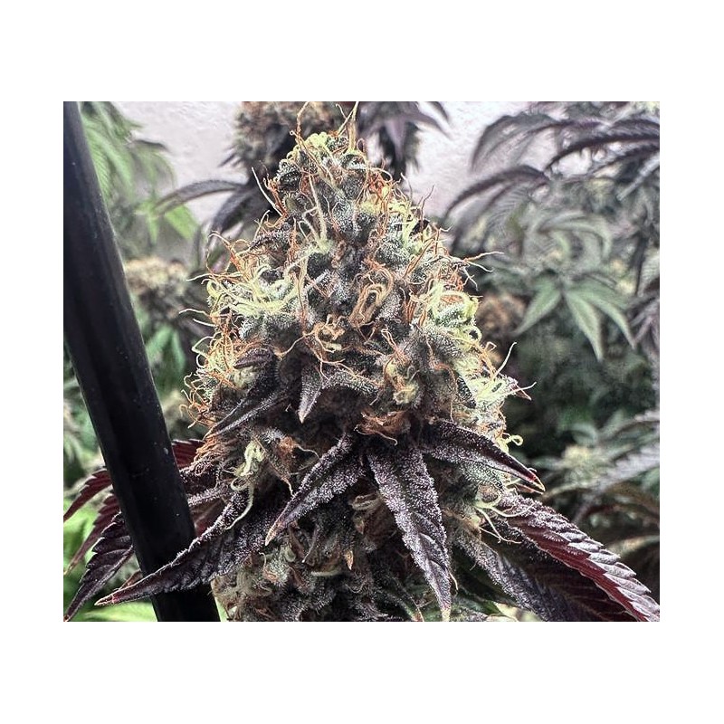 BILBO POUND CAKE · Genehtik · cannabis seeds · Fem