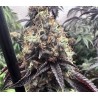 BILBO POUND CAKE · Genehtik · cannabis seeds · Fem