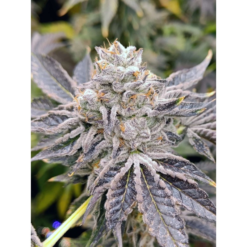 EUSKAL ZKITTLEZ · Genehtik · cannabis seeds · Fem