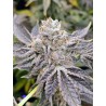 EUSKAL ZKITTLEZ · Genehtik · cannabis seeds · Fem