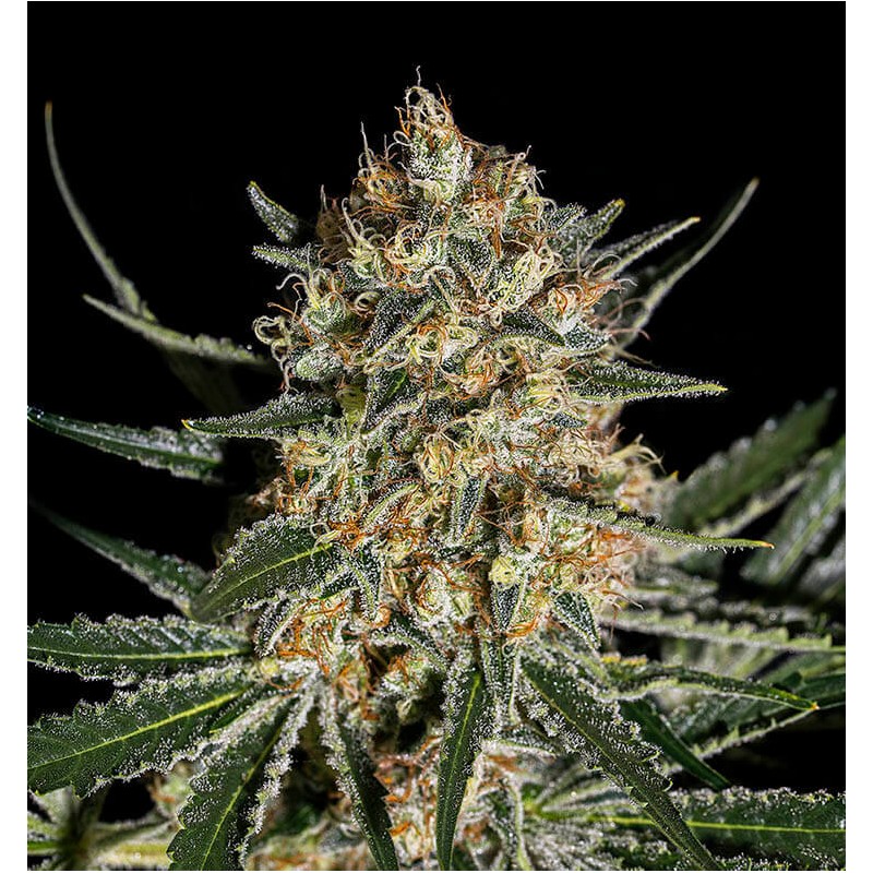 FACE OFF OG BILBO · Genehtik · cannabis seeds · Fem