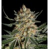 FACE OFF OG BILBO · Genehtik · kaufen cannabis samen · Fem