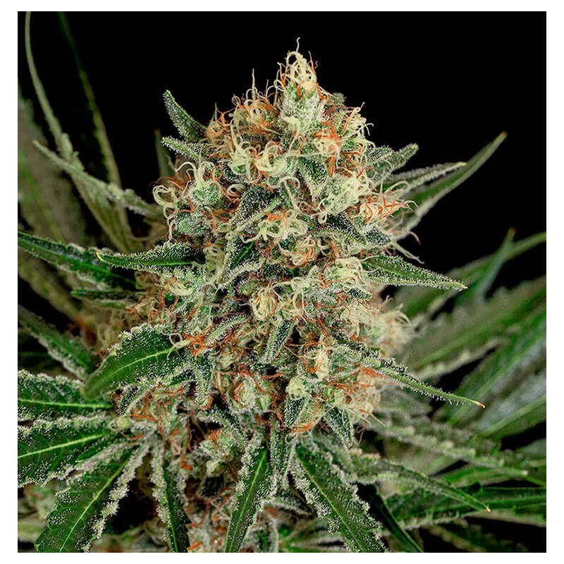 TXERRI BILBO HAZE · Genehtik · cannabis seeds · Fem
