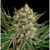 TXERRI BILBO HAZE · Genehtik · semi di canapa indiana · Fem