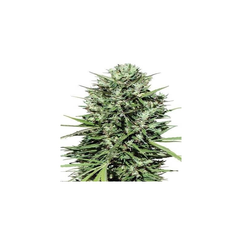MARRUECOS BELDIA KIF · Ace Seeds · sementes de maconha · Fem