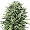 MARRUECOS BELDIA KIF · Ace Seeds · sementes de maconha  · Fem