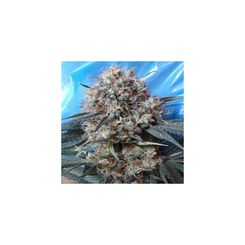 NEPAL JAM X KALI CHINA · Ace Seeds · semi di canapa · Fem