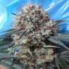 NEPAL JAM X KALI CHINA · Ace Seeds · sementes de maconha  · Fem