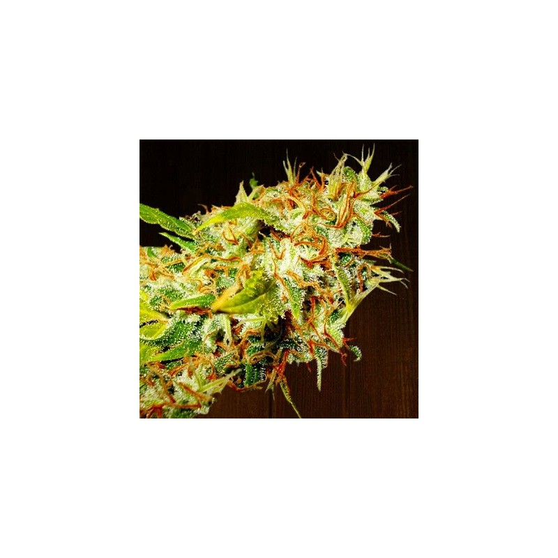 ZAMALDELICA · Ace Seeds · semi di canapa · Fem
