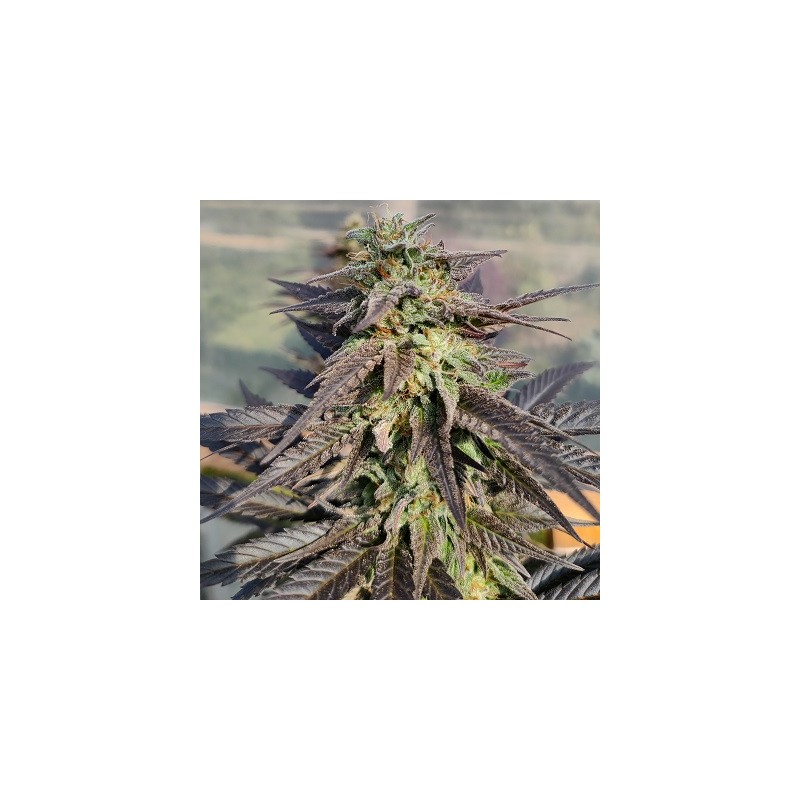 ZAMALDELICA X KALI CHINA · Ace Seeds · kaufen cannabis samen · Fem