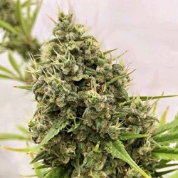 GUAWI · Ace Seeds · semi di...