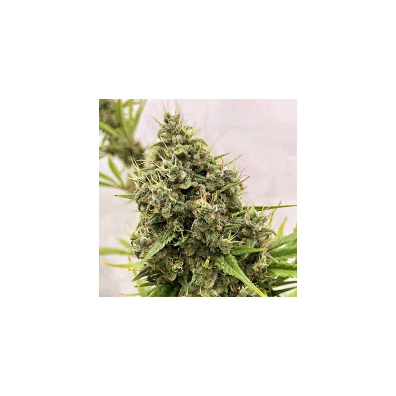 GUAWI · Ace Seeds · semi di canapa · Fem