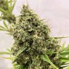 GUAWI · Ace Seeds · semi di canapa · Fem