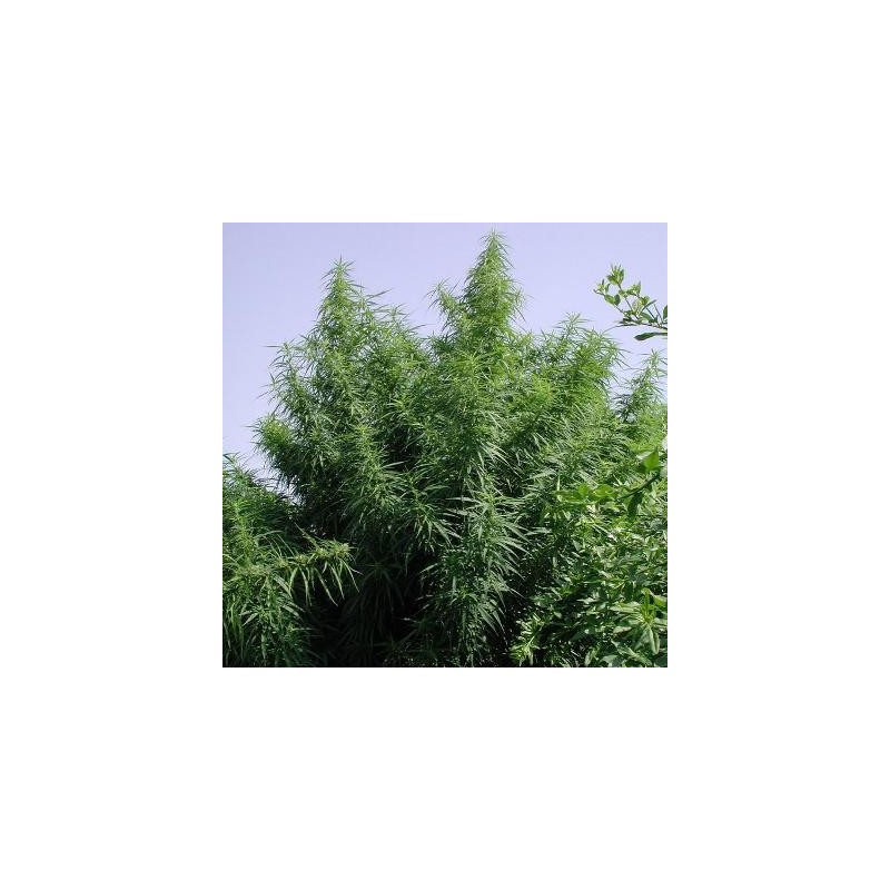 TROPICAL MIX · Ace Seeds · kenevir tohum · Disi  · Fem