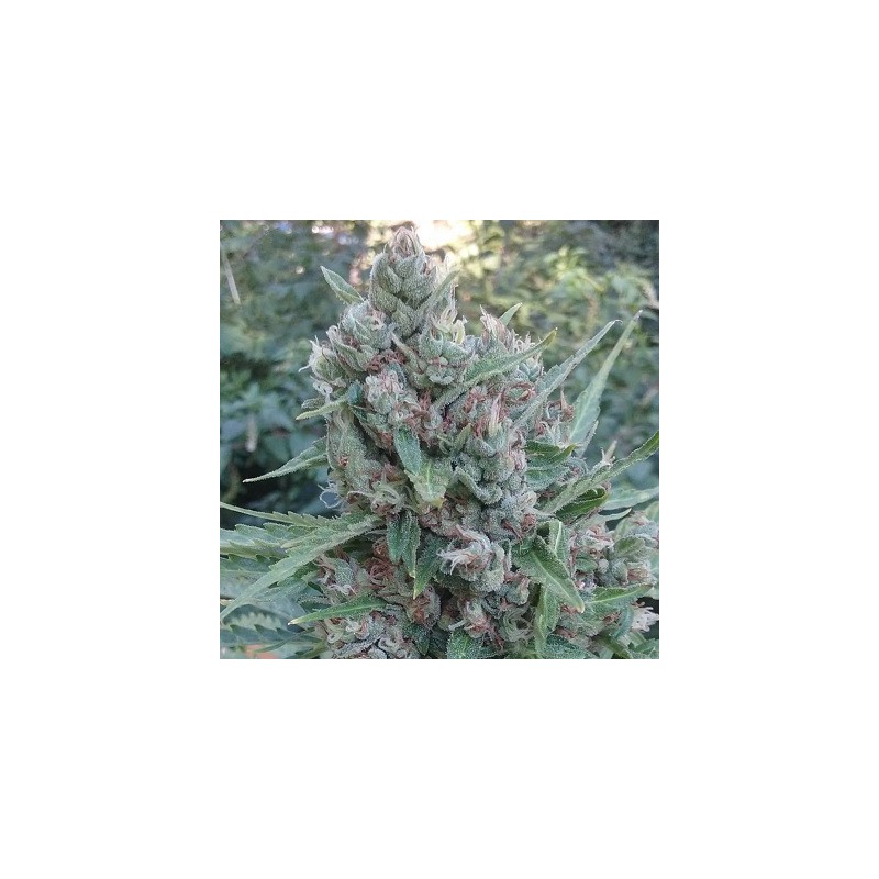 AUTO ZAMALDELICA · Ace Seeds · cannabis seeds · Auto Fem