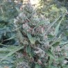 AUTO ZAMALDELICA · Ace Seeds · kaufen cannabis samen · Auto Fem