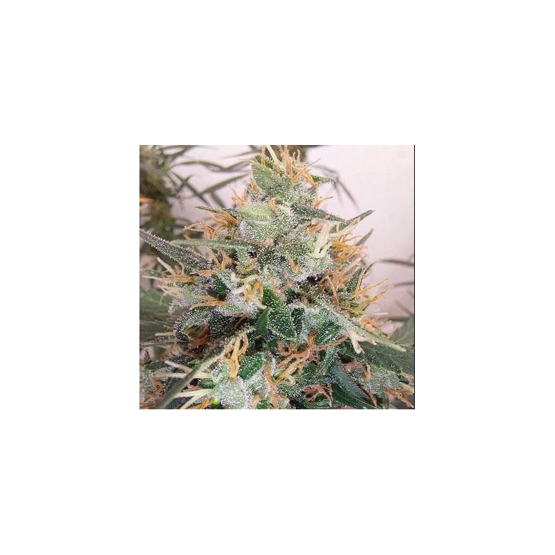 PANAMA A5 HAZE · Ace Seeds · sementes de maconha · Fem