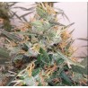 PANAMA A5 HAZE · Ace Seeds · semi di canapa · Fem