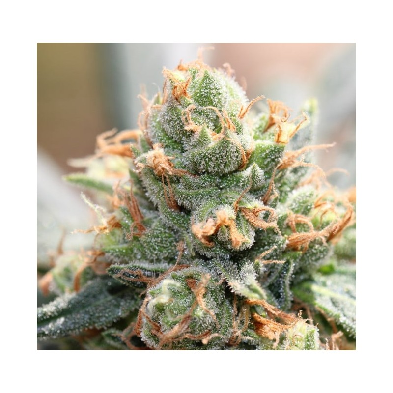 HASH TONIC · Ace Seeds · semi di canapa · Fem