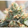 HASH TONIC · Ace Seeds · cannabis seeds · Fem