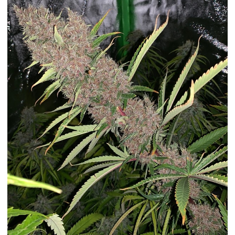MALAWI X PCK · Ace Seeds · sementes de maconha · Fem