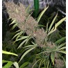 MALAWI X PCK · Ace Seeds · semi di canapa · Fem