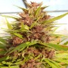 MALAWI X PCK · Ace Seeds · semi di canapa · Fem