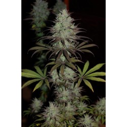 CBD 1 · Ace Seeds · semi di...