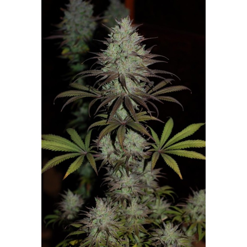 CBD 1 · Ace Seeds · semi di canapa · Fem
