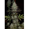 CBD 1 · Ace Seeds · semi di canapa · Fem