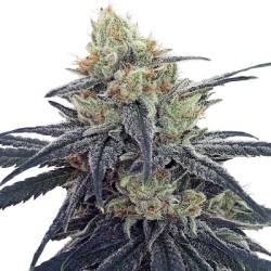 CBD 1 · Ace Seeds · cannabis seeds · Fem