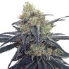 CBD 1 · Ace Seeds · sementes de maconha  · Fem