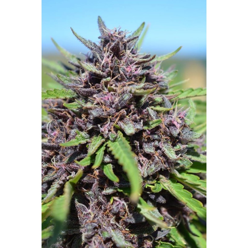 PANAMA X PCK · Ace Seeds · semi di canapa · Fem