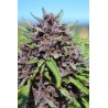 PANAMA X PCK · Ace Seeds · sementes de maconha  · Fem
