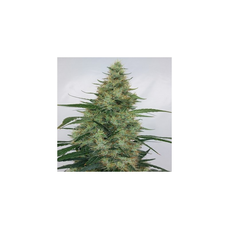SUPER PANAMA HAZE · Ace Seeds · semi di canapa · Fem