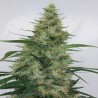 SUPER PANAMA HAZE · Ace Seeds · cannabis seeds · Fem