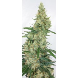 SUPER PANAMA HAZE · Ace Seeds · cannabis seeds · Fem