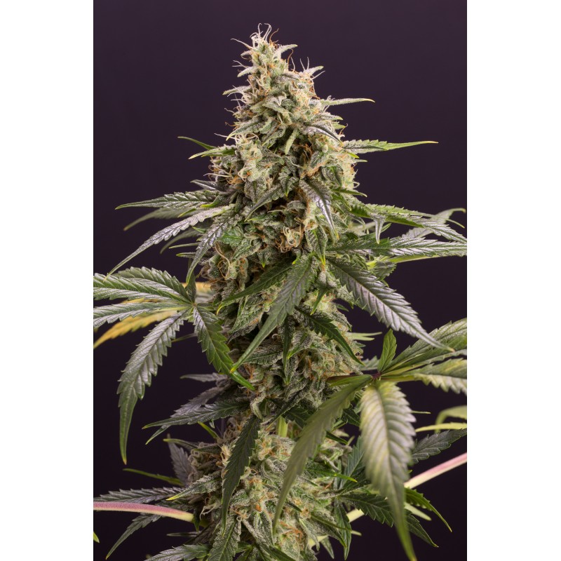 CHEM-BOMB AUTO · Humboldt Seeds Organization · semi di canapa · AutoFem
