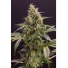 CHEM-BOMB AUTO · Humboldt Seeds Organization · cannabis seeds · AutoFem