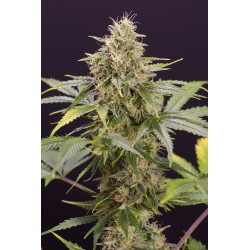 CHOCOLATE MINT OG AUTO · Humboldt Seeds Organization · cannabis seeds · AutoFem