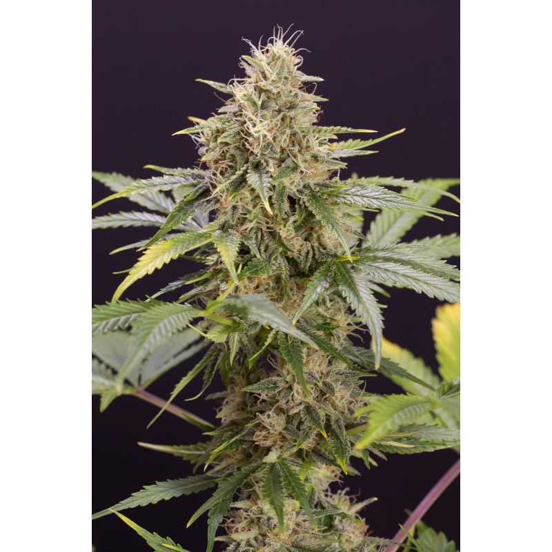 CHOCOLATE MINT OG AUTO · Humboldt Seeds Organization · semi di canapa  · AutoFem