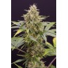 CHOCOLATE MINT OG AUTO · Humboldt Seeds Organization · semi di canapa  · AutoFem